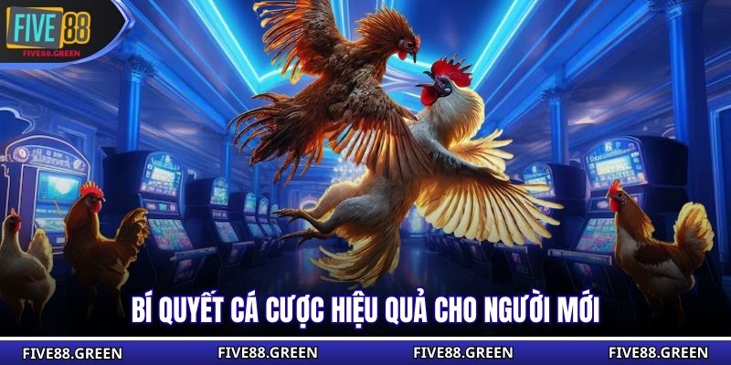 Bí quyết cá cược hiệu quả cho người mới